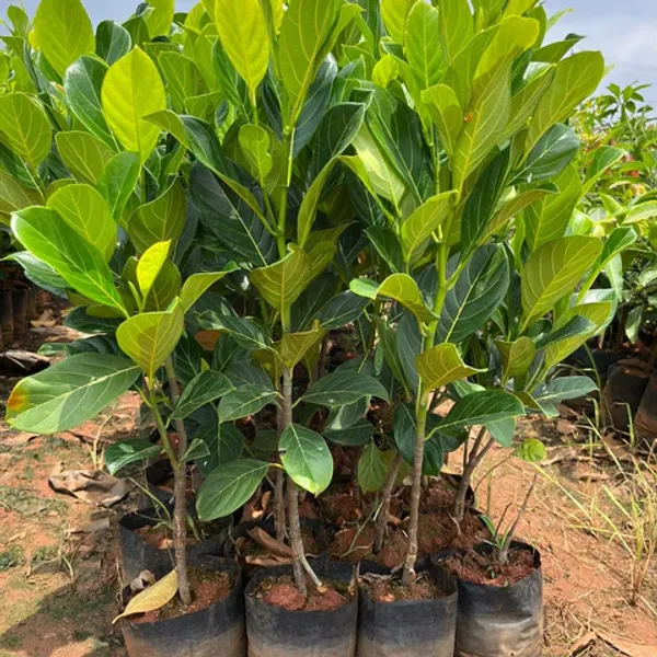 Red_Jackfruit_Plant_Hybrid_Fruit_Plant'_1.5-2_Feet_Height_Plant_For_Home_Garden