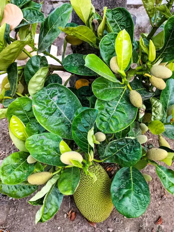 Red_Jackfruit_Plant_Hybrid_Fruit_Plant'_1.5-2_Feet_Height_Plant_For_Home_Garden