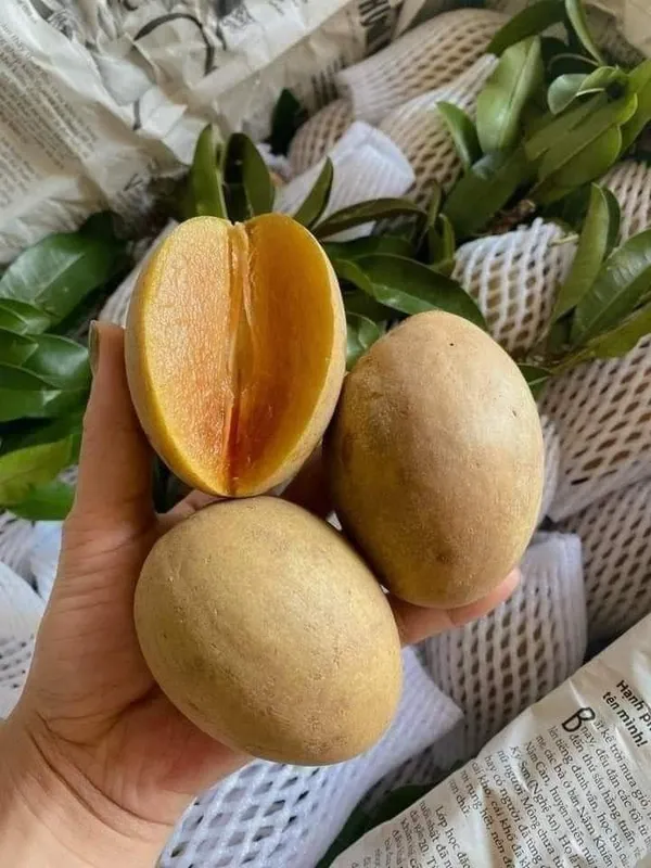 California_Hybrid_Chikoo|Chiku|Sapota_Fruit_Plant_Grafted