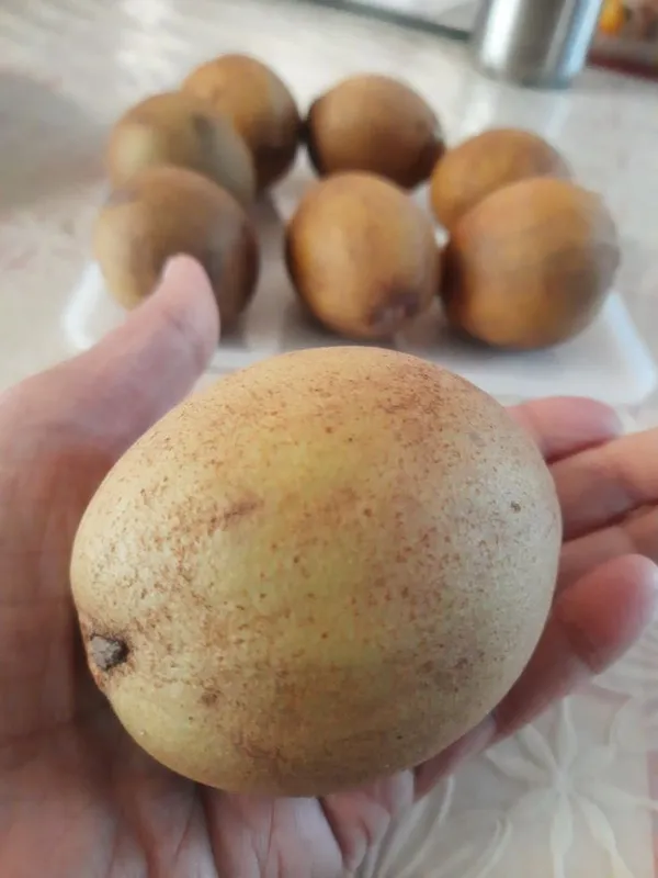 California_Hybrid_Chikoo|Chiku|Sapota_Fruit_Plant_Grafted