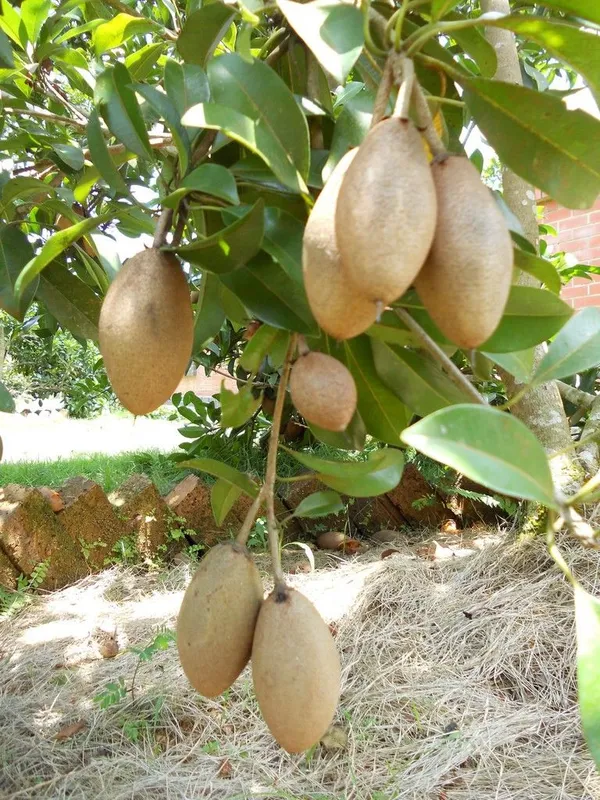 California_Hybrid_Chikoo|Chiku|Sapota_Fruit_Plant_Grafted