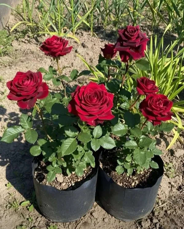 Climbing_Rose_Flower_Plant(Red)_Plant_For_Home_Garden