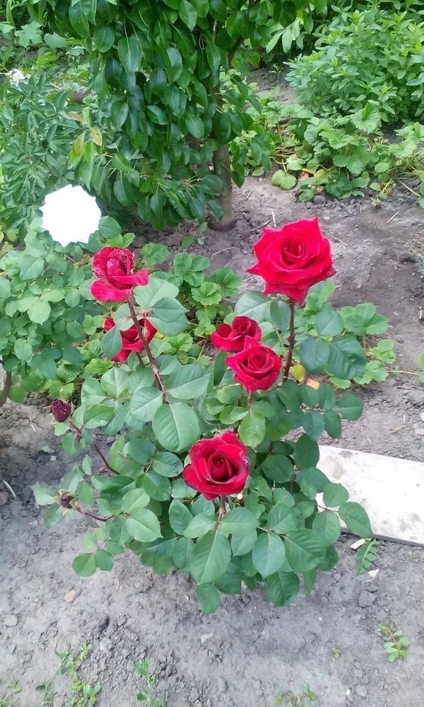 Climbing_Rose_Flower_Plant(Red)_Plant_For_Home_Garden
