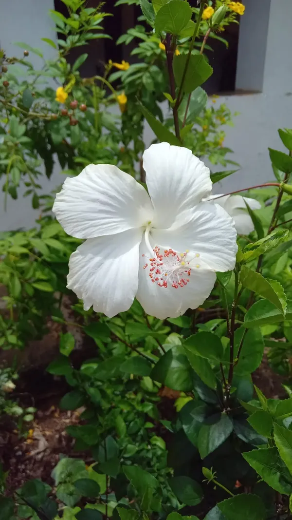 Hibiscus_Plant_(White)_Live_Plant_For_Home_Garden