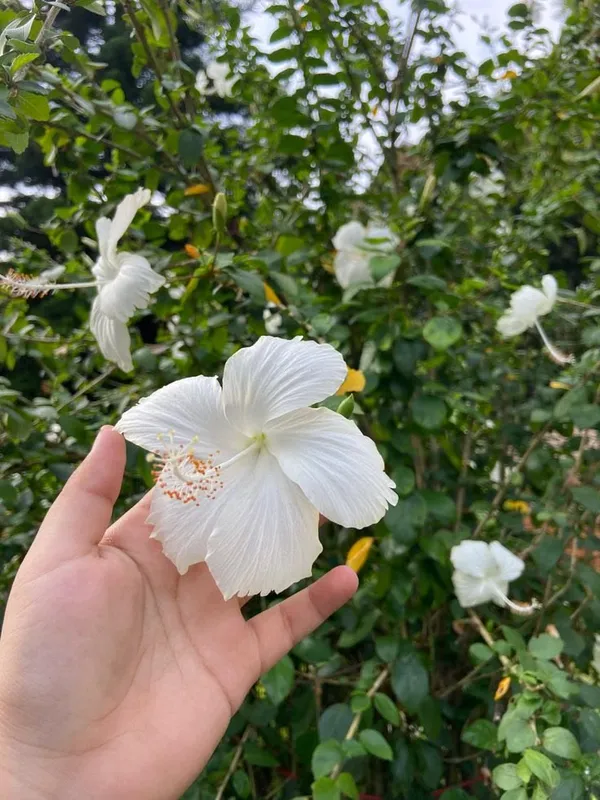 Hibiscus_Plant_(White)_Live_Plant_For_Home_Garden