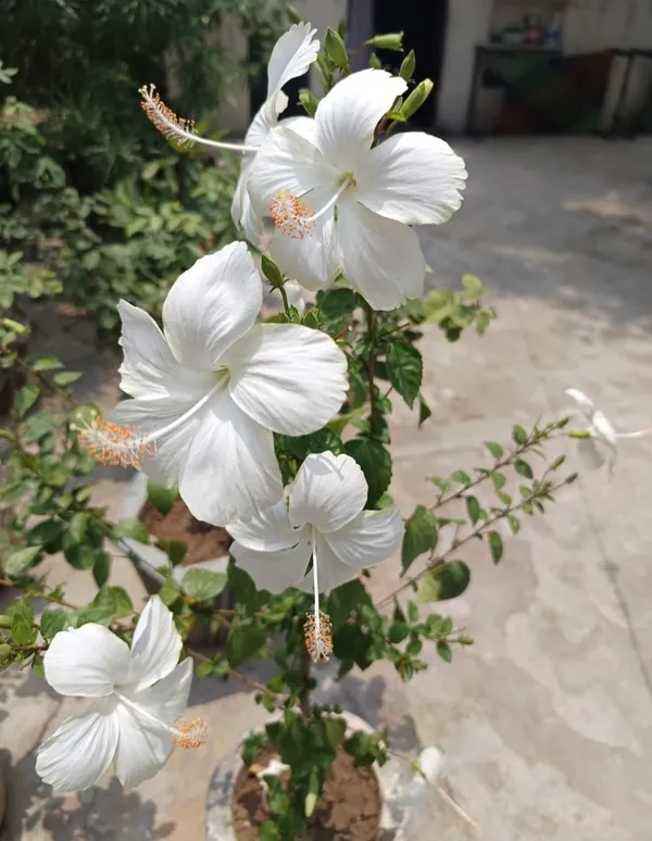 Hibiscus_Plant_(White)_Live_Plant_For_Home_Garden