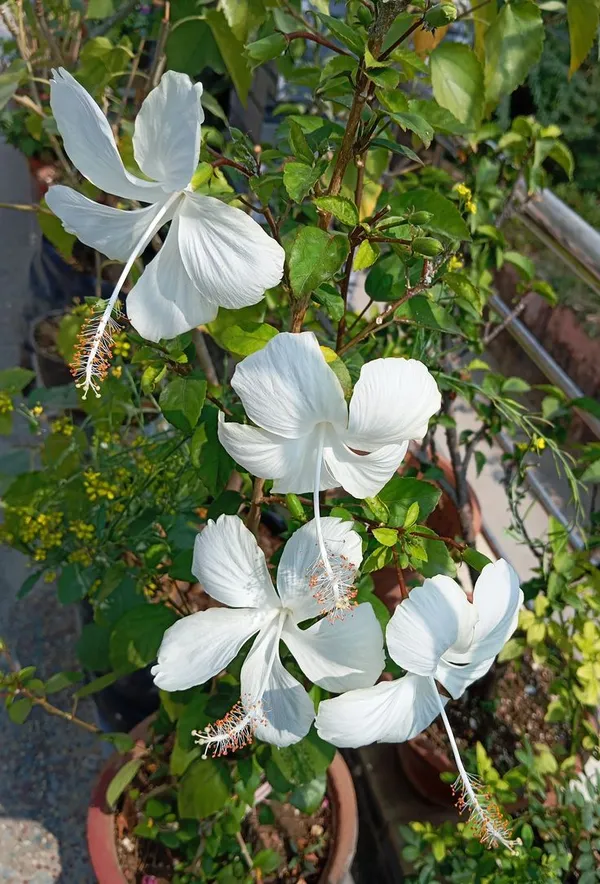 Hibiscus_Plant_(White)_Live_Plant_For_Home_Garden