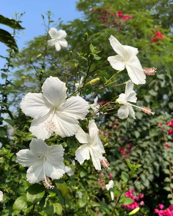 Hibiscus_Plant_(White)_Live_Plant_For_Home_Garden