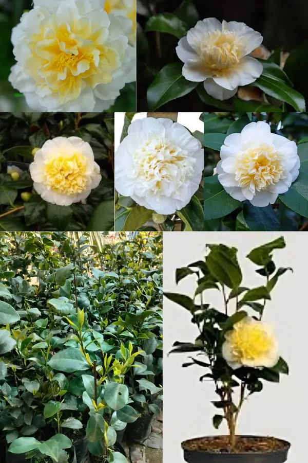 Camellia_Flower_Plant_Rare_Japanese_Varity_Size_1_Ft_To_1.5_F_Tree