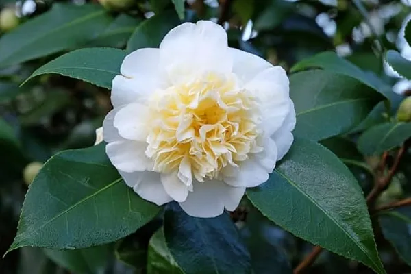 Camellia_Flower_Plant_Rare_Japanese_Varity_Size_1_Ft_To_1.5_F_Tree