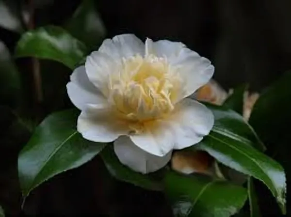 Camellia_Flower_Plant_Rare_Japanese_Varity_Size_1_Ft_To_1.5_F_Tree