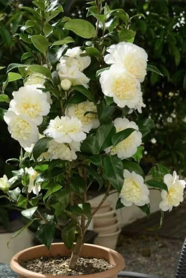 Camellia_Flower_Plant_Rare_Japanese_Varity_Size_1_Ft_To_1.5_F_Tree