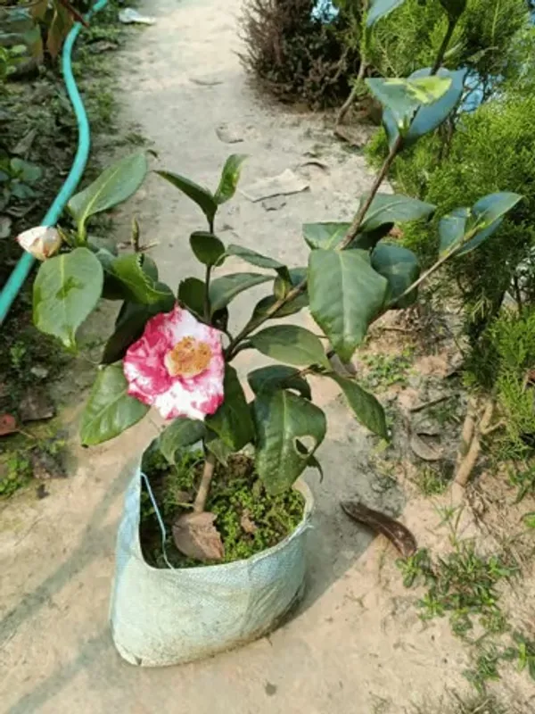 Camellia_Flower_Plant_Rare_Japanese_Varity_Size_1_Ft_To_1.5_F_Tree