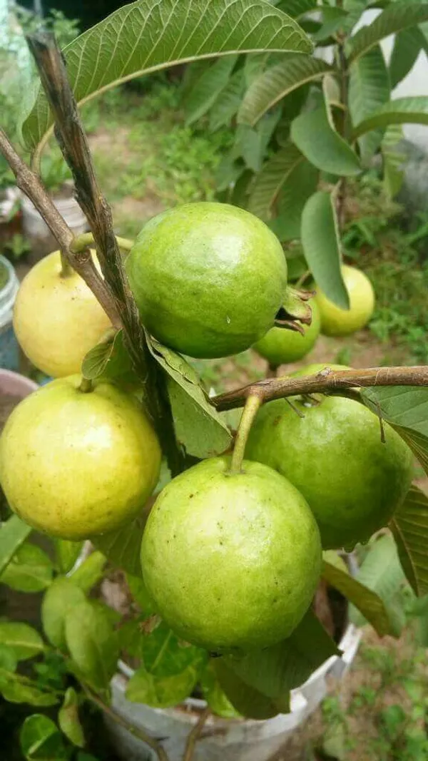 Bangaladeshi_Hybrid_Guava_Plant