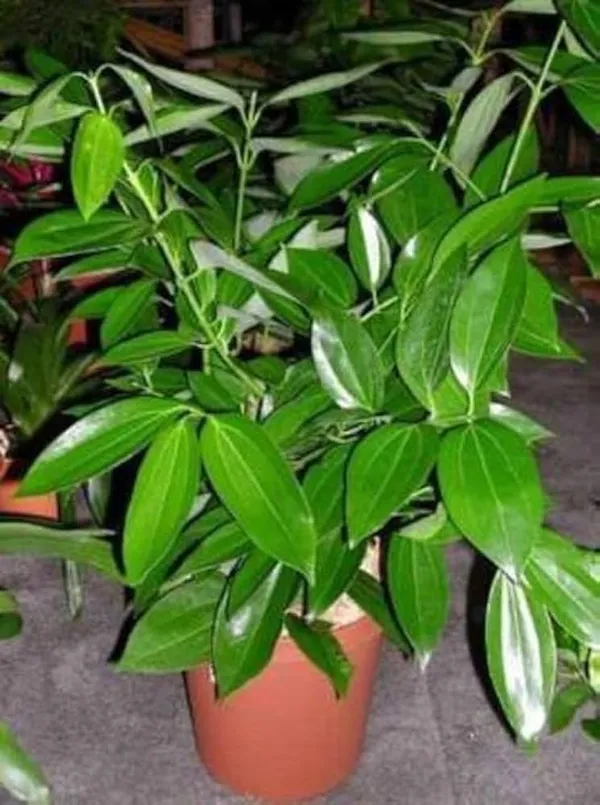 Tej_Patta|Bay_Leaf|Cassia_Leaf_Plant_Hybrid_&_Grafted_lants