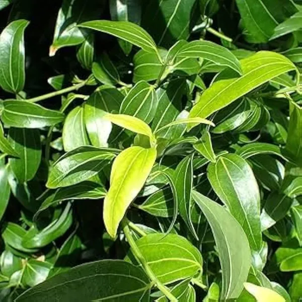 Tej_Patta|Bay_Leaf|Cassia_Leaf_Plant_Hybrid_&_Grafted_lants