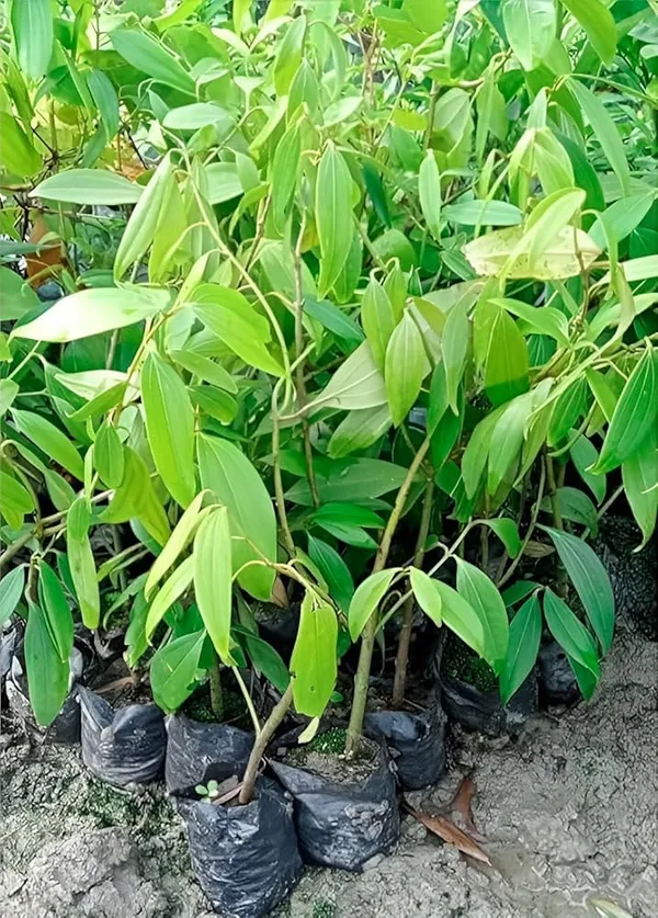 Tej_Patta|Bay_Leaf|Cassia_Leaf_Plant_Hybrid_&_Grafted_lants