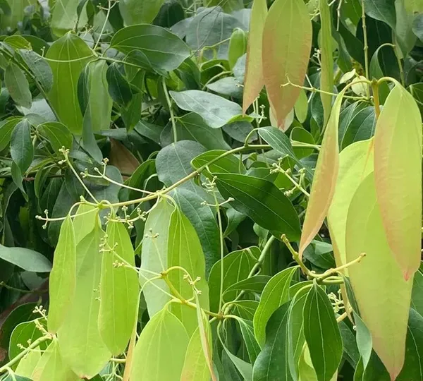 Tej_Patta|Bay_Leaf|Cassia_Leaf_Plant_Hybrid_&_Grafted_lants