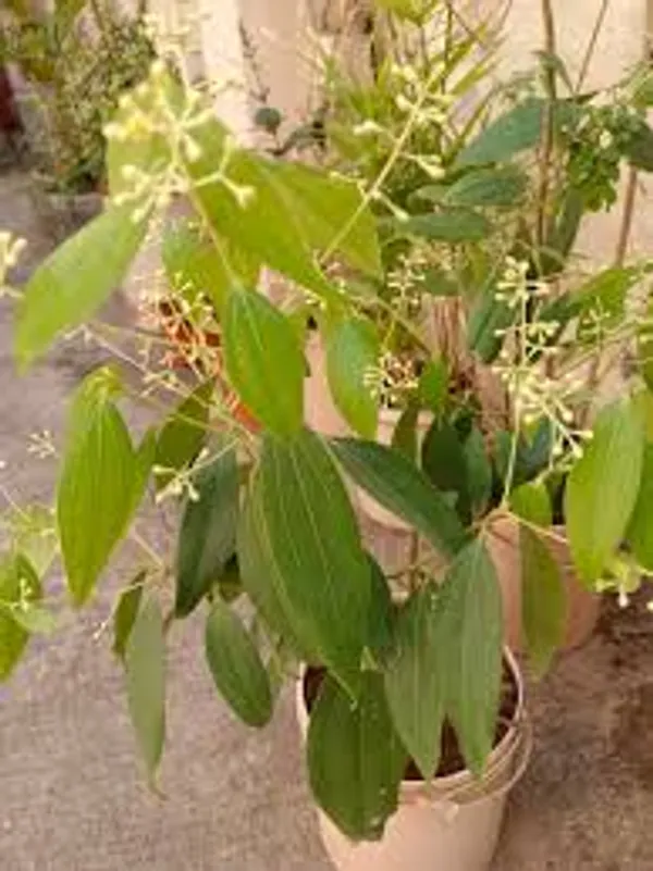 Tej_Patta|Bay_Leaf|Cassia_Leaf_Plant_Hybrid_&_Grafted_lants
