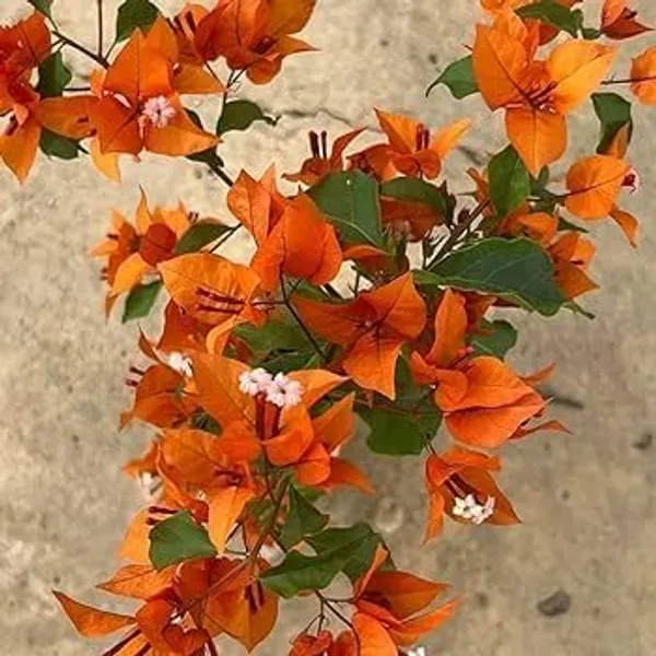 Bougainvillea_Orange_Orchid_Grafted_Flowering_Plant