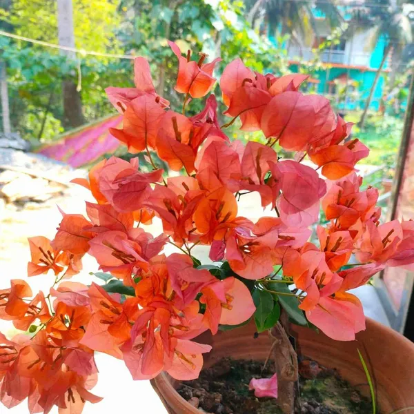 Bougainvillea_Orange_Orchid_Grafted_Flowering_Plant