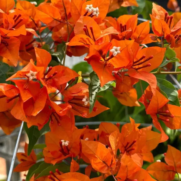 Bougainvillea_Orange_Orchid_Grafted_Flowering_Plant