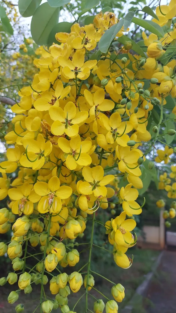 Golden_Shower|Amaltas|Indian_Laburnum_|Sonali_Plants_&_Tree_Healthy_Plant_In_Nursery_Grow_Bag