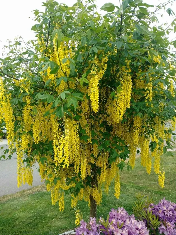 Golden_Shower|Amaltas|Indian_Laburnum_|Sonali_Plants_&_Tree_Healthy_Plant_In_Nursery_Grow_Bag