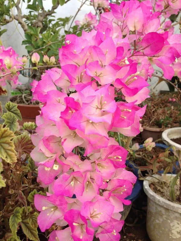 Bougainvillea_Bicolor_Flower_Plant_&_Tree_For_Gardening_(Pack_Of_1)