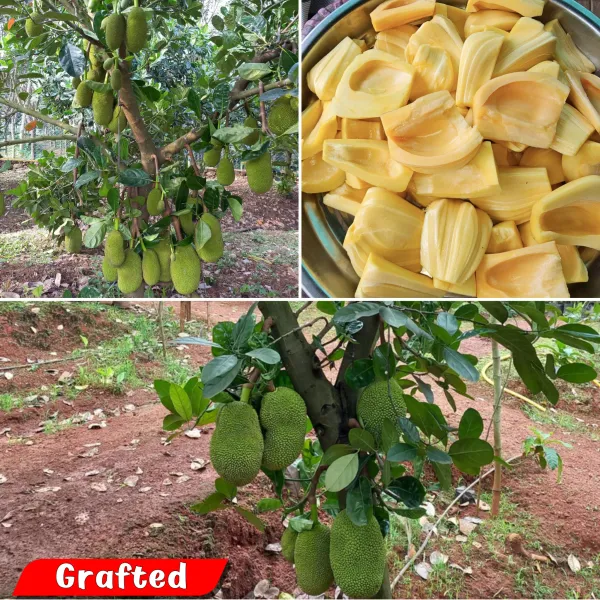 Thai_All_Time_Jackfruit_(Grafted__Fruit_Plant_&_Tree_For_Sweet_Home_Garden_(1.5-3.5_Ft_Hight)_12_Month|All_Time_Hybrid_Jackfruit_Plant
