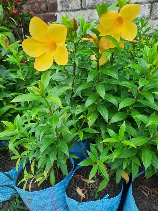 Bush_Allamanda_Flowering_Shrubs_Plant__Hybrid