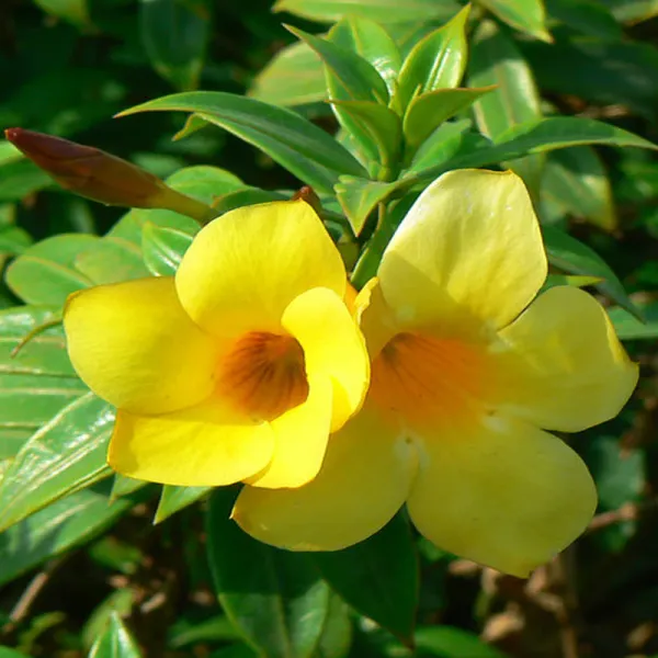 Bush_Allamanda_Flowering_Shrubs_Plant__Hybrid