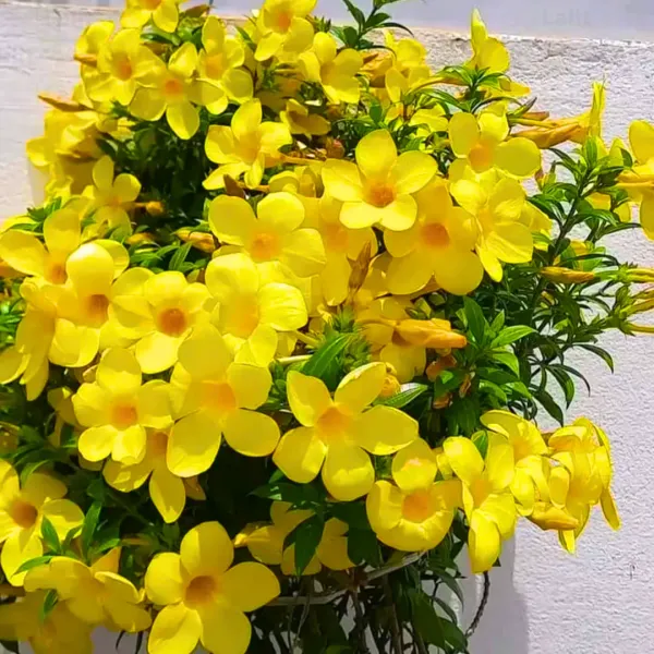 Bush_Allamanda_Flowering_Shrubs_Plant__Hybrid