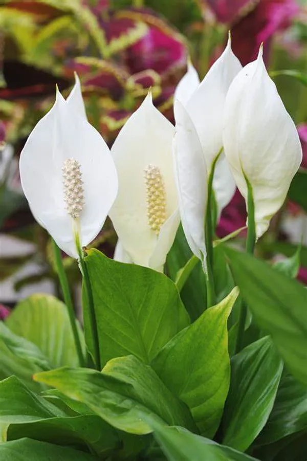 Low_Maintenance_Peace_Lily_Plant_|_Air_Purifying_Spathiphyllum_Indoor_Plant_|_With_Flower_Pot_For_Home,_Office_&_Living_Room