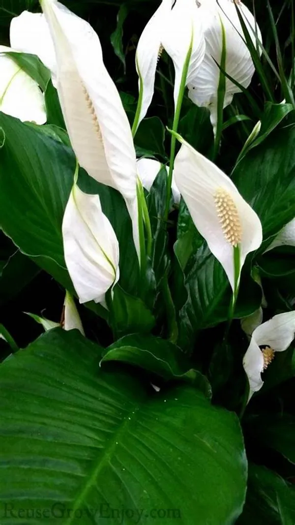 Low_Maintenance_Peace_Lily_Plant_|_Air_Purifying_Spathiphyllum_Indoor_Plant_|_With_Flower_Pot_For_Home,_Office_&_Living_Room