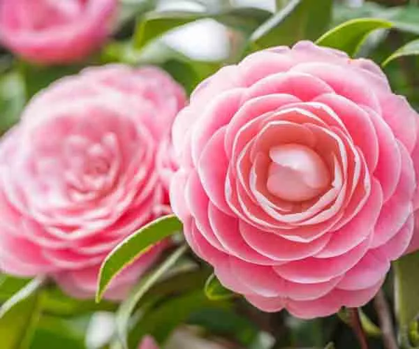 Camellia_Flower_Plant_Rare_Japanese_Varity_Size_1_Ft_To_1.5_F_Tree