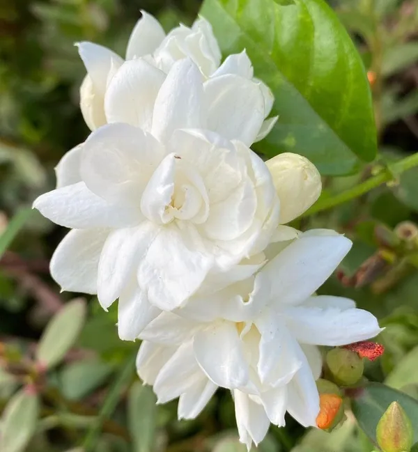 Premium_Quality_Jasmine_Flower_Plant_|_Evergreen_Fragrant_Shrub_for_Landscaping_&_Hedges_|_Pack_Of_1