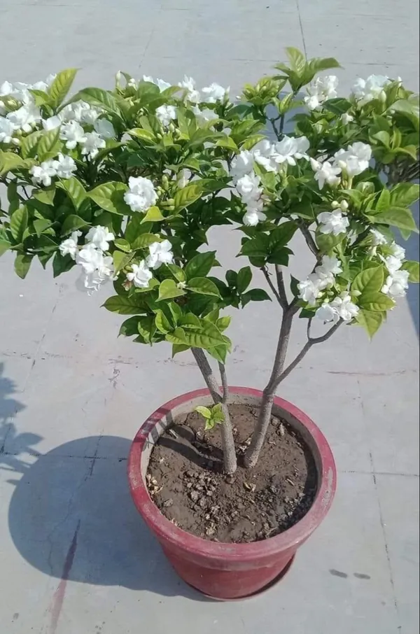 Premium_Quality_Jasmine_Flower_Plant_|_Evergreen_Fragrant_Shrub_for_Landscaping_&_Hedges_|_Pack_Of_1