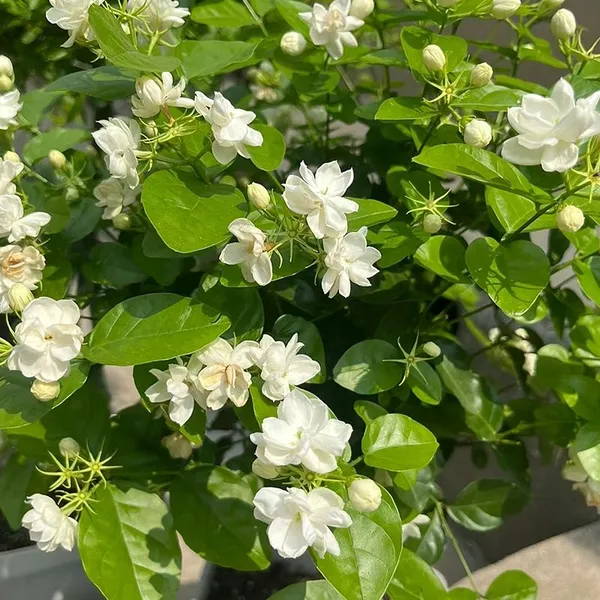 Premium_Quality_Jasmine_Flower_Plant_|_Evergreen_Fragrant_Shrub_for_Landscaping_&_Hedges_|_Pack_Of_1