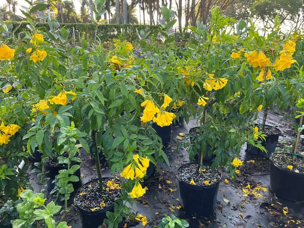 Tecoma_Yellow_(Round_The_Year_Flowering)_Flower_Plant_&_Tree_For_Garden,_Pack_Of_1