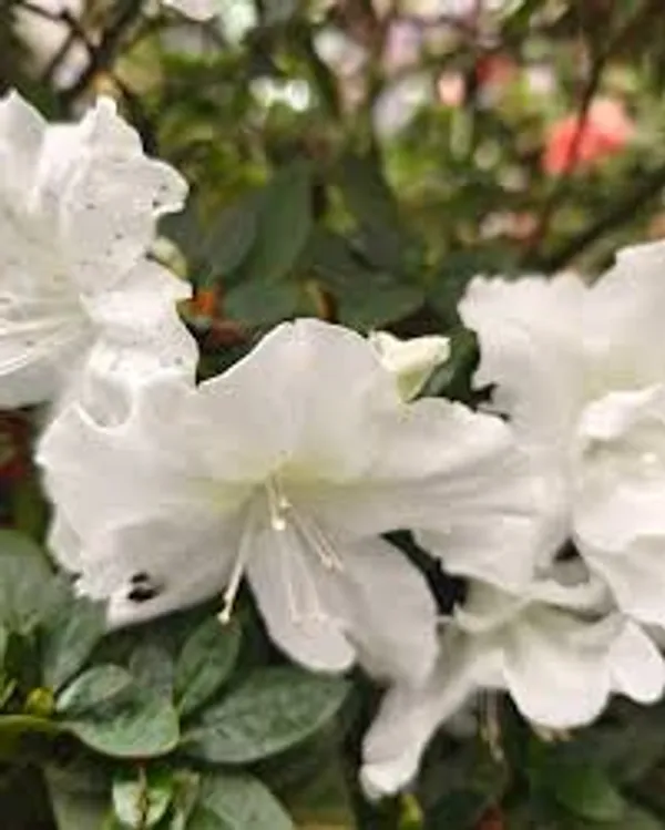 Mizuho_No_Kagami_Azalea_Flower_Height_1.5-3_Feet_Flower_After_1-2_Years_Beautiful_Azalea_Plant_Live_For_Home_Gardening,_Shrub,_Bush_Azalea_Flower_Tree