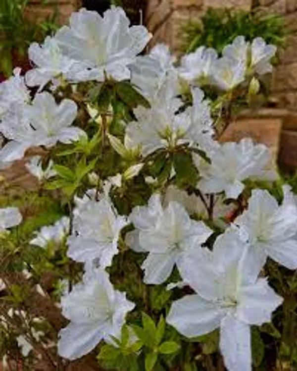 Mizuho_No_Kagami_Azalea_Flower_Height_1.5-3_Feet_Flower_After_1-2_Years_Beautiful_Azalea_Plant_Live_For_Home_Gardening,_Shrub,_Bush_Azalea_Flower_Tree