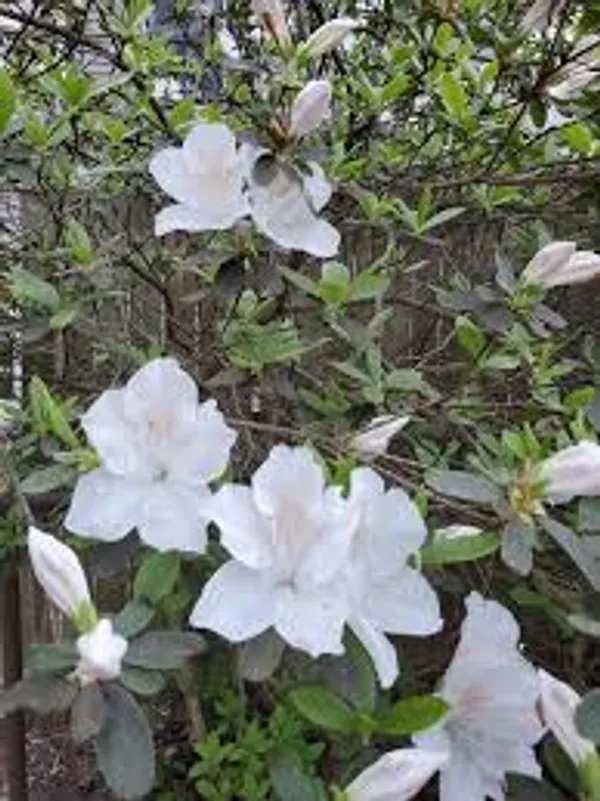 Mizuho_No_Kagami_Azalea_Flower_Height_1.5-3_Feet_Flower_After_1-2_Years_Beautiful_Azalea_Plant_Live_For_Home_Gardening,_Shrub,_Bush_Azalea_Flower_Tree