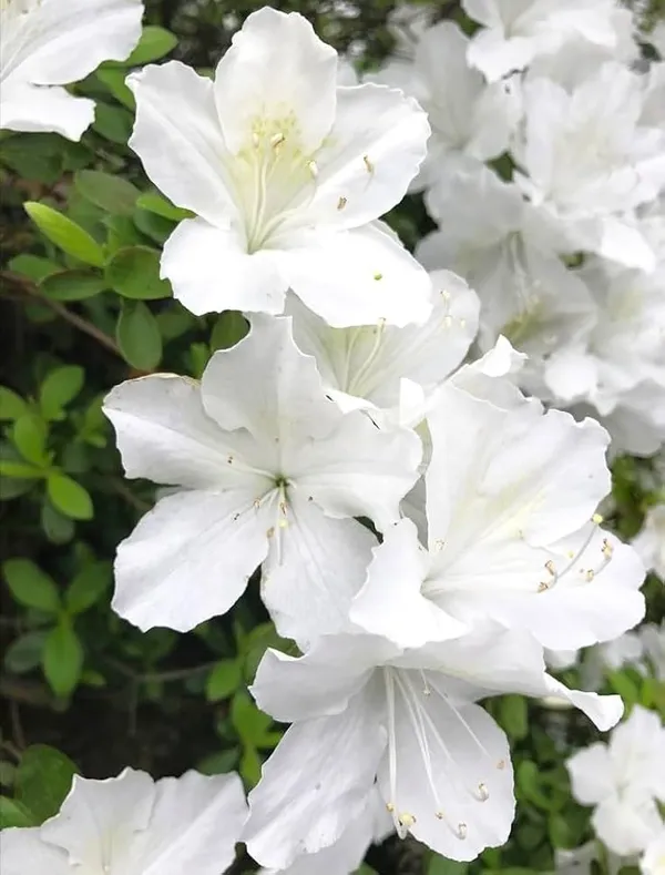 Mizuho_No_Kagami_Azalea_Flower_Height_1.5-3_Feet_Flower_After_1-2_Years_Beautiful_Azalea_Plant_Live_For_Home_Gardening,_Shrub,_Bush_Azalea_Flower_Tree