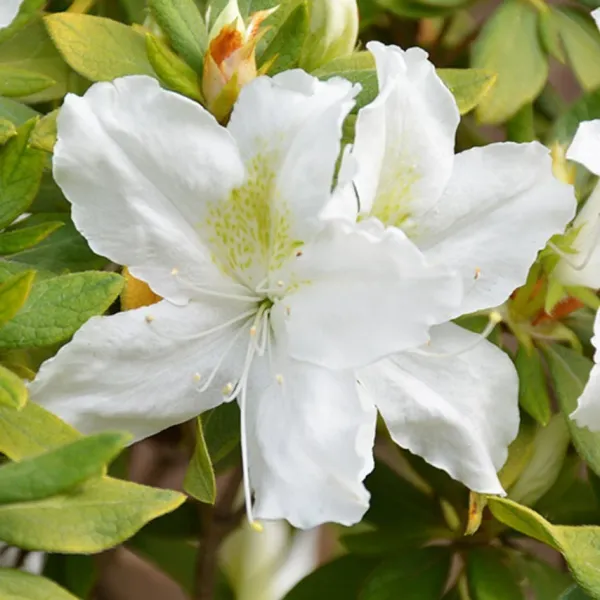 Mizuho_No_Kagami_Azalea_Flower_Height_1.5-3_Feet_Flower_After_1-2_Years_Beautiful_Azalea_Plant_Live_For_Home_Gardening,_Shrub,_Bush_Azalea_Flower_Tree