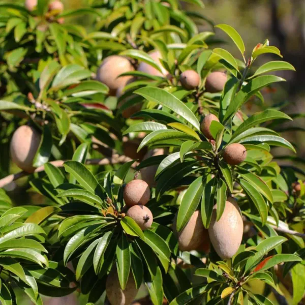 All_Time_Cricket_Ball_Chiku__Fruit_Plant_Grafted