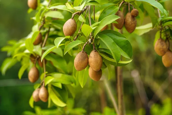 All_Time_Cricket_Ball_Chiku__Fruit_Plant_Grafted
