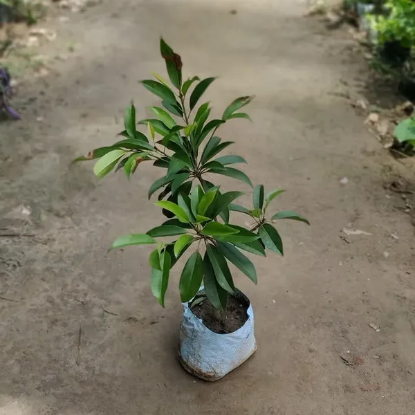 All_Time_Cricket_Ball_Chiku__Fruit_Plant_Grafted