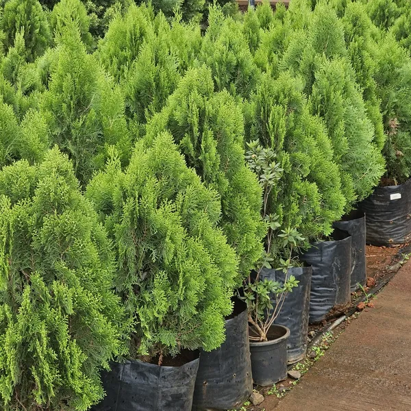 Morpankhi_Best_Houseplant_For_Your_Home_Decor/Gardening_Thuja_Plant_(Pack_Of_1)