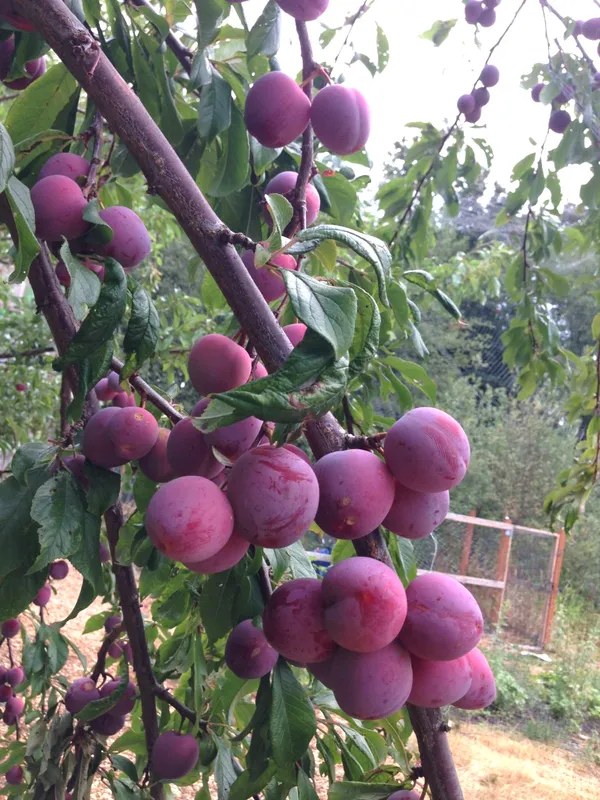Thai_Variety_(Grafted_Alubhukara|Aloobukhra_Fruit_Plant_&_Tree_(1.5-3.5_Ft_Hight)_For_Home_Gardening